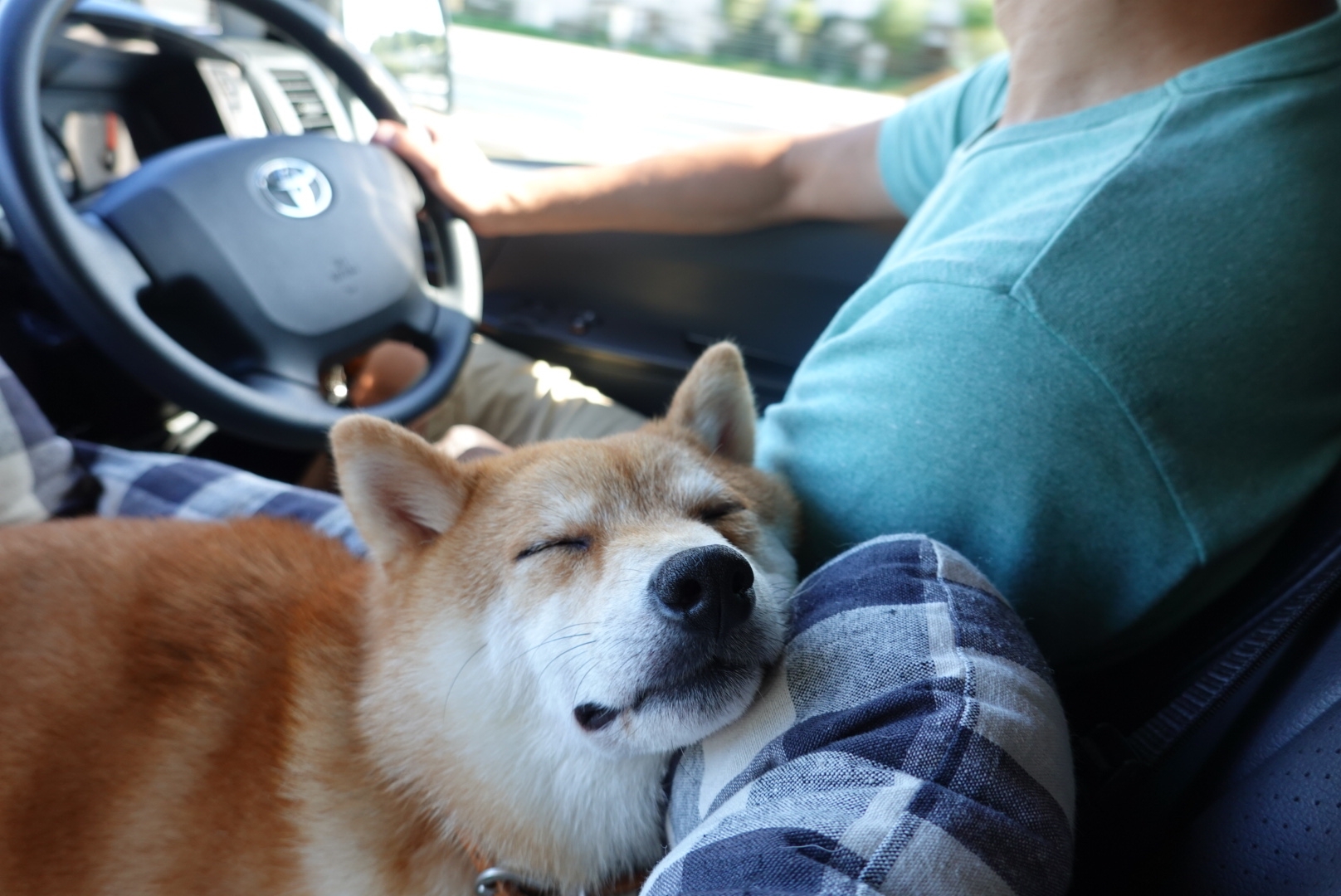 北海道の旅1日目 犬連れ車中泊の旅いよいよ開幕 さんふらわあフェリー乗船 豆柴麦うた日記 北海道の旅1日目 犬連れ車中泊の旅いよいよ開幕 さんふらわあフェリー乗船 豆柴麦うた日記