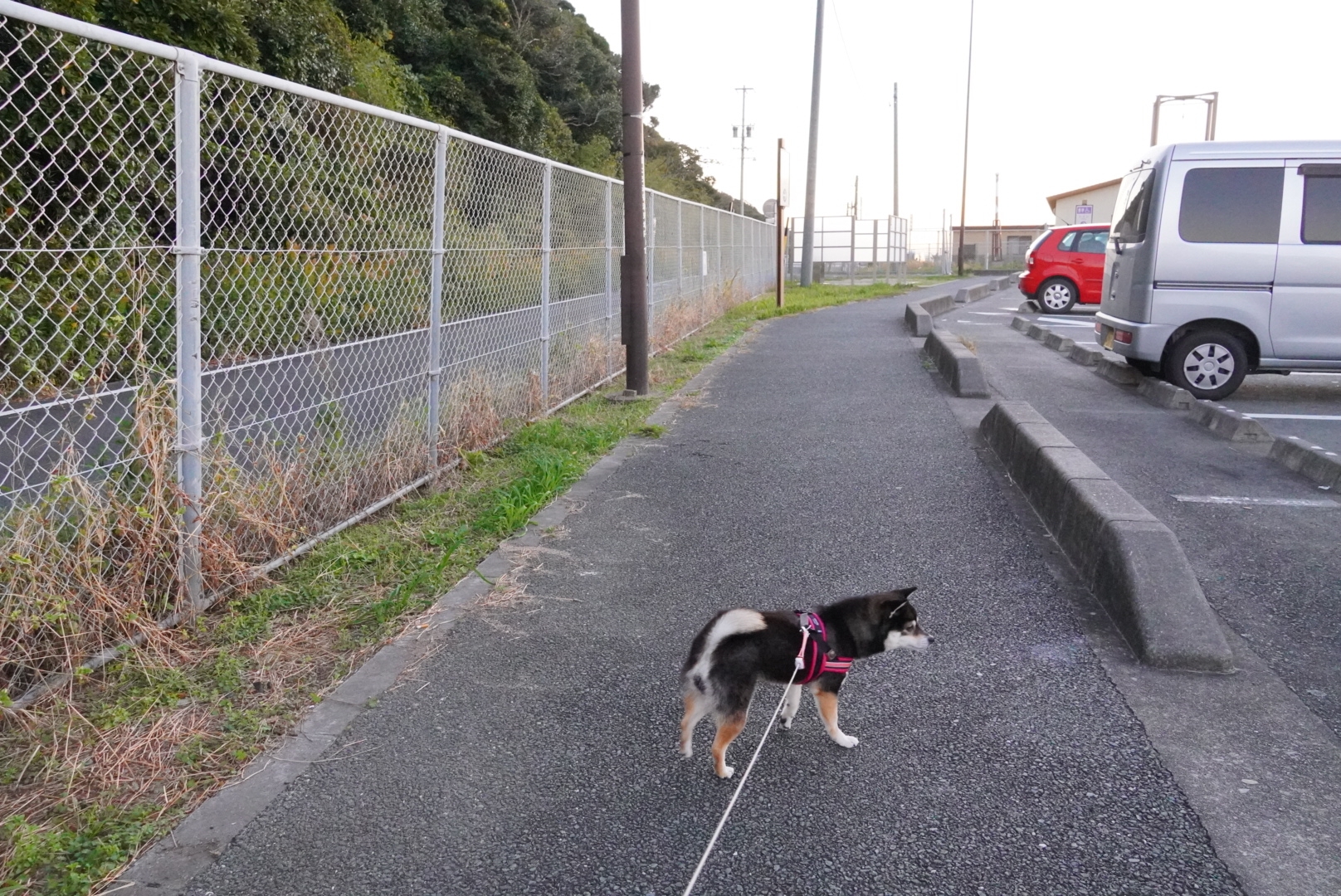 ぶらり浜松 車中泊2日目 1 遠州灘海浜公園 石人の星公園 風車公園 豆柴麦うた日記 ぶらり浜松 車中泊2日目 1 遠州灘海浜公園 石人の星公園 風車公園 豆柴麦うた日記