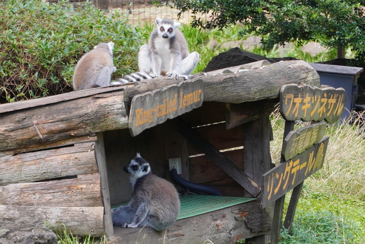 伊豆へおでかけ 3 伊豆シャボテン動物公園 後編 豆柴麦うた日記 伊豆へおでかけ 3 伊豆シャボテン動物公園 後編 豆柴麦うた日記