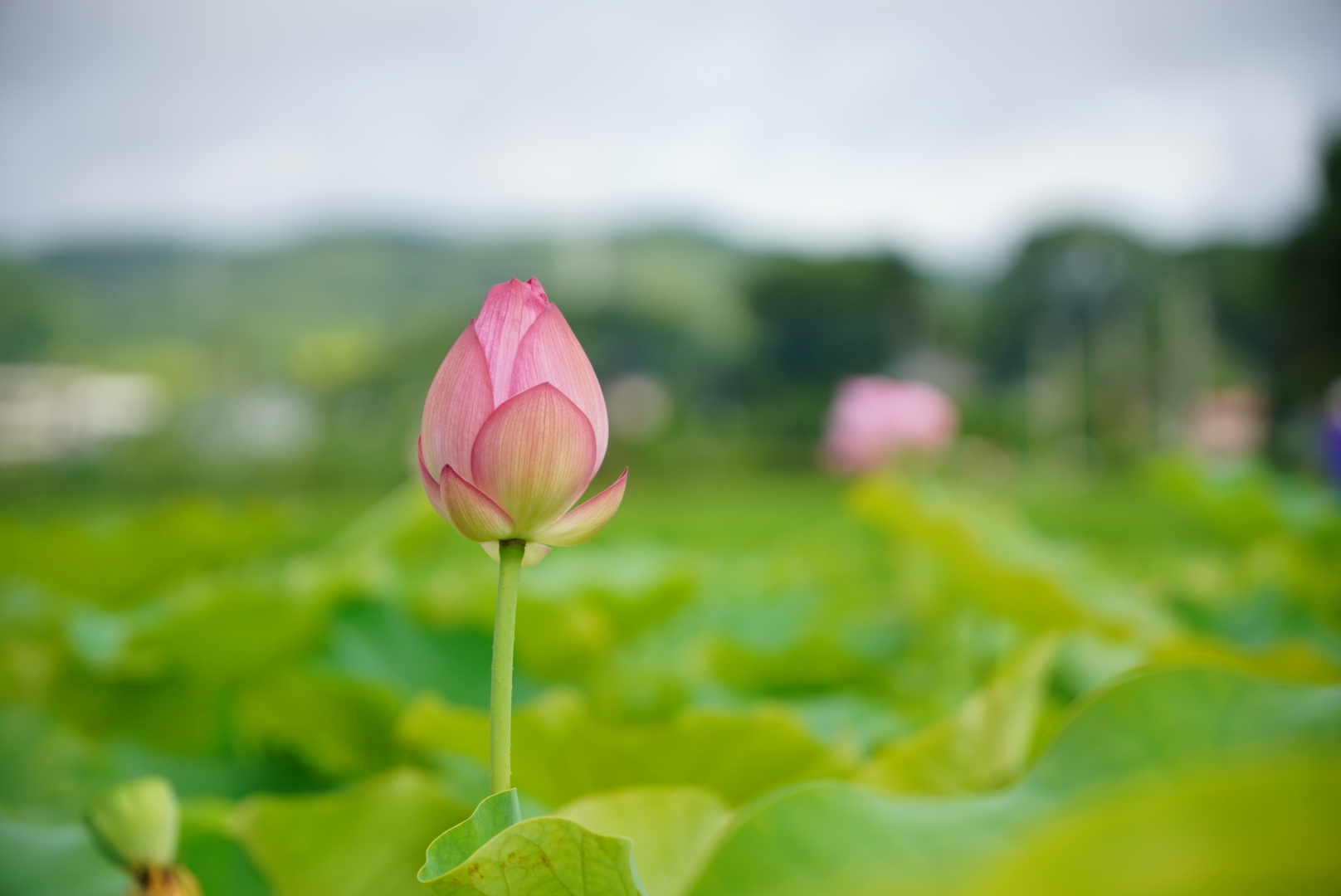 夜勤明け雨上がりの蓮畑 豆柴麦うた日記