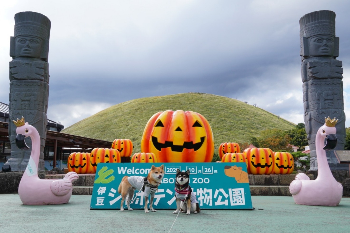 伊豆へおでかけ 3 伊豆シャボテン動物公園 後編 豆柴麦うた日記