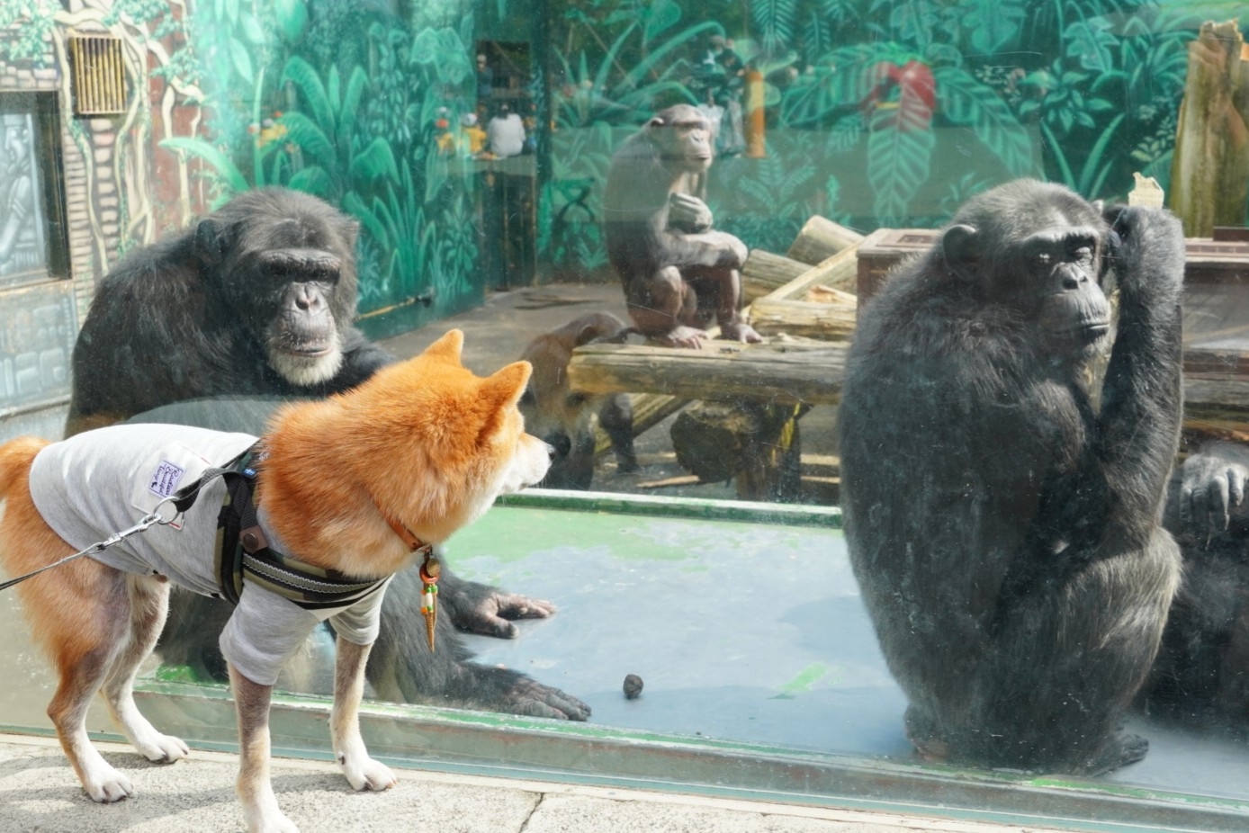 伊豆へおでかけ 2 伊豆シャボテン動物公園 前編 豆柴麦うた日記 伊豆へおでかけ 2 伊豆シャボテン動物公園 前編 豆柴麦うた日記