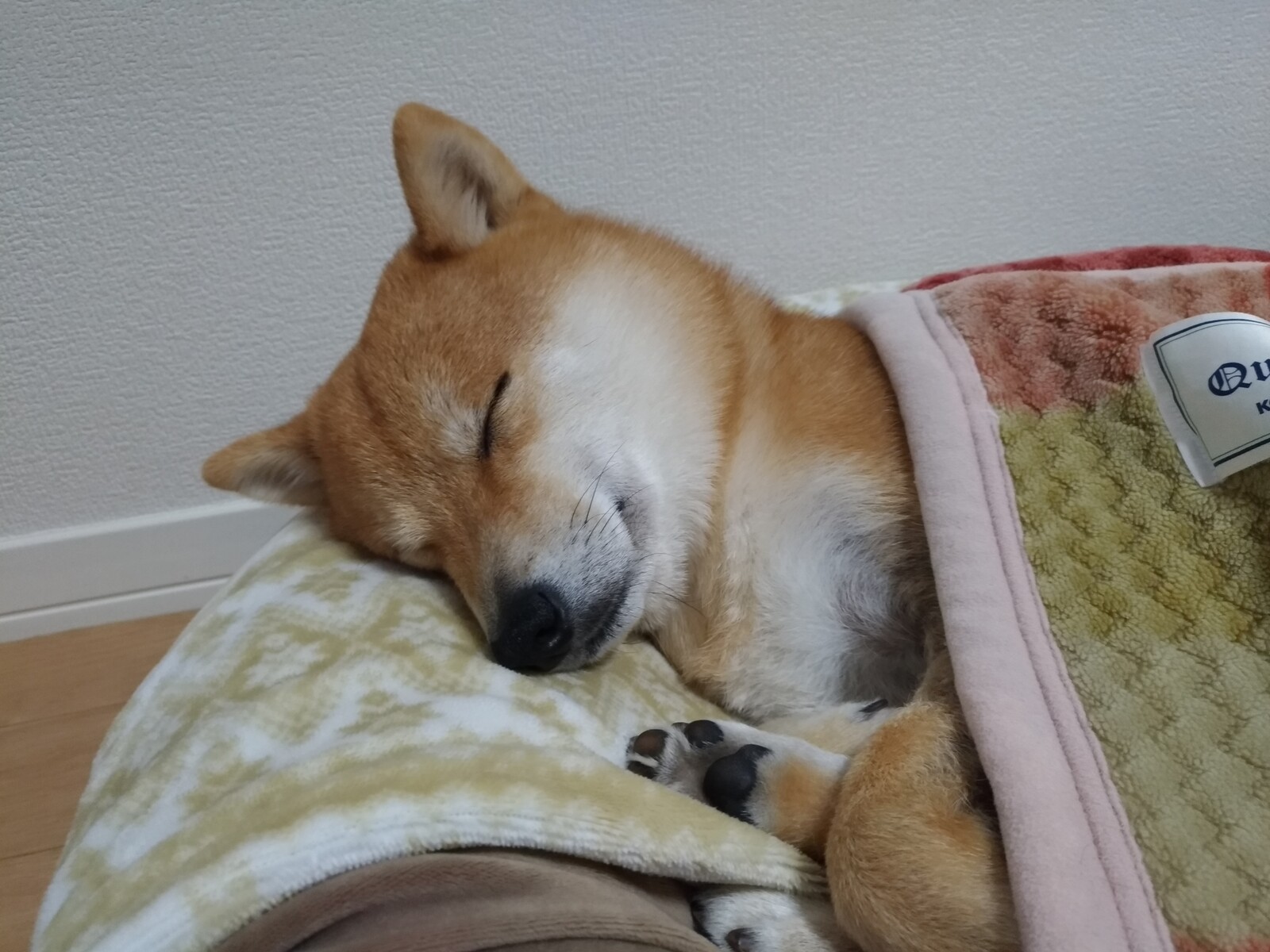 麦のカイカイｰ4 かゆみ止め薬アポキル錠が効かなくなって停止 豆柴麦うた日記