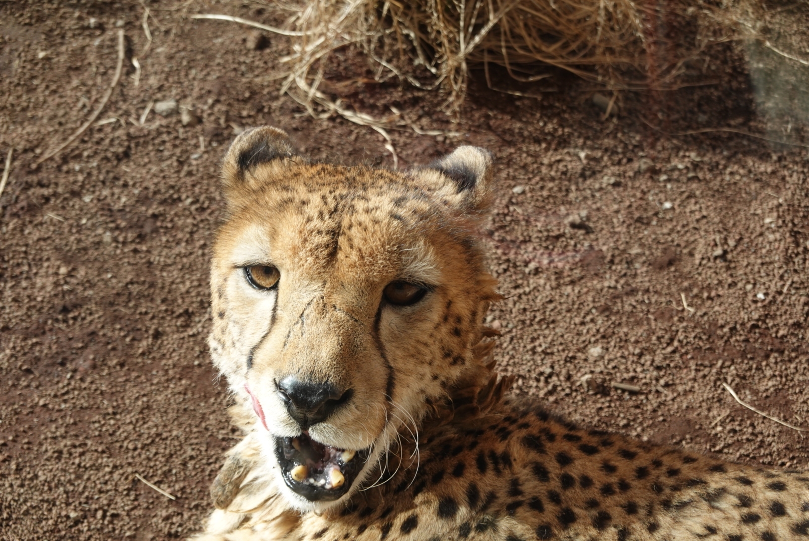 ぐるり伊豆の旅3日目 2 伊豆アニマルキングダム 豆柴麦うた日記