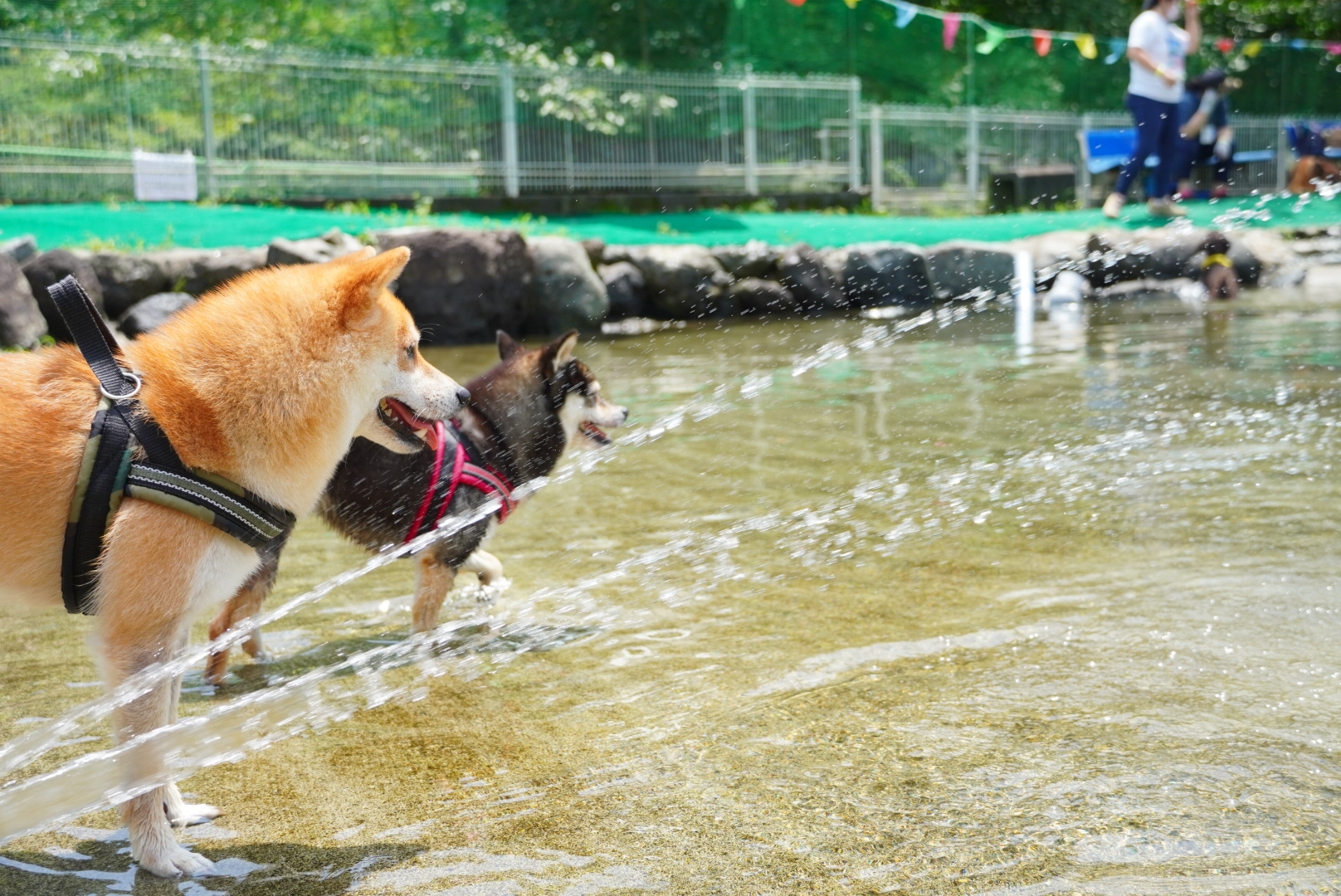 寄 やどりき 七つ星ドッグランで水遊び 豆柴麦うた日記