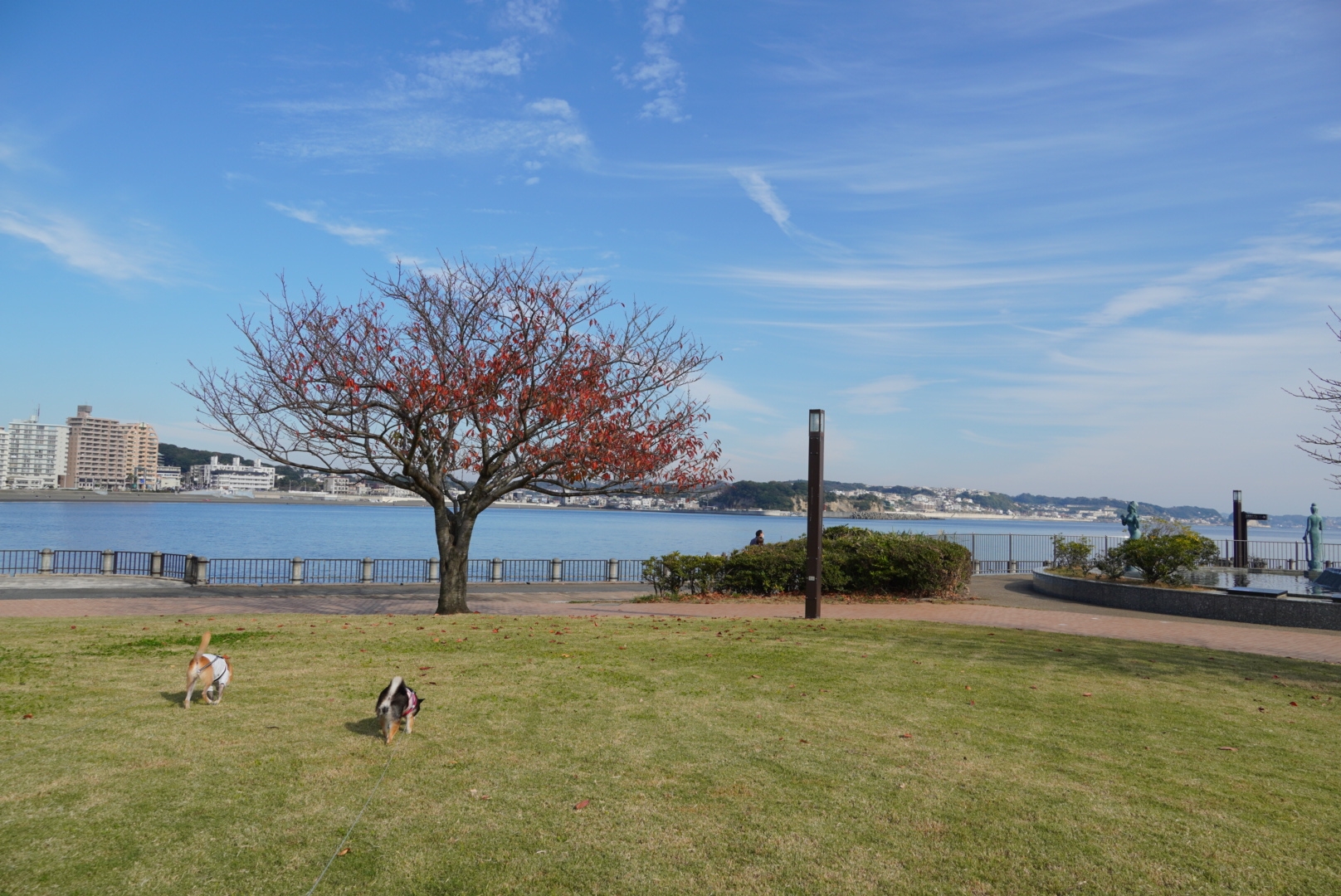 江の島散歩 豆柴麦うた日記