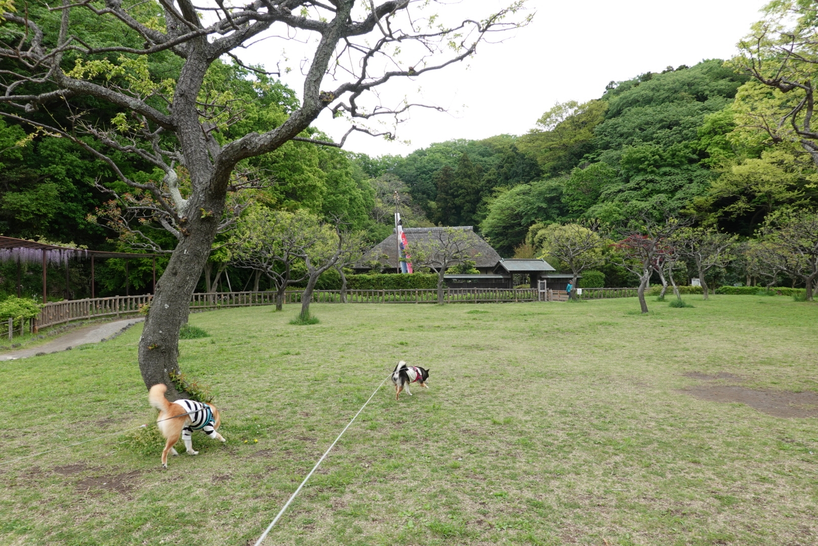 ペトン鎌倉でお買い物 豆柴麦うた日記 ペトン鎌倉でお買い物 豆柴麦うた日記