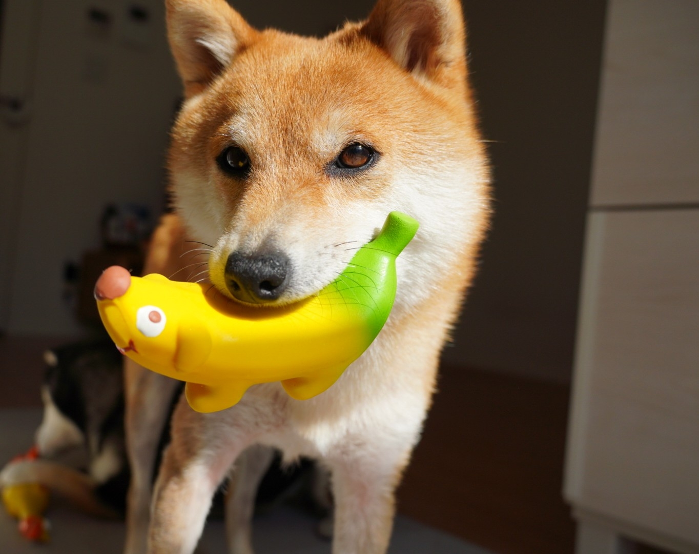 おもちゃ側の立場で見ると少しツラいお話 豆柴麦うた日記