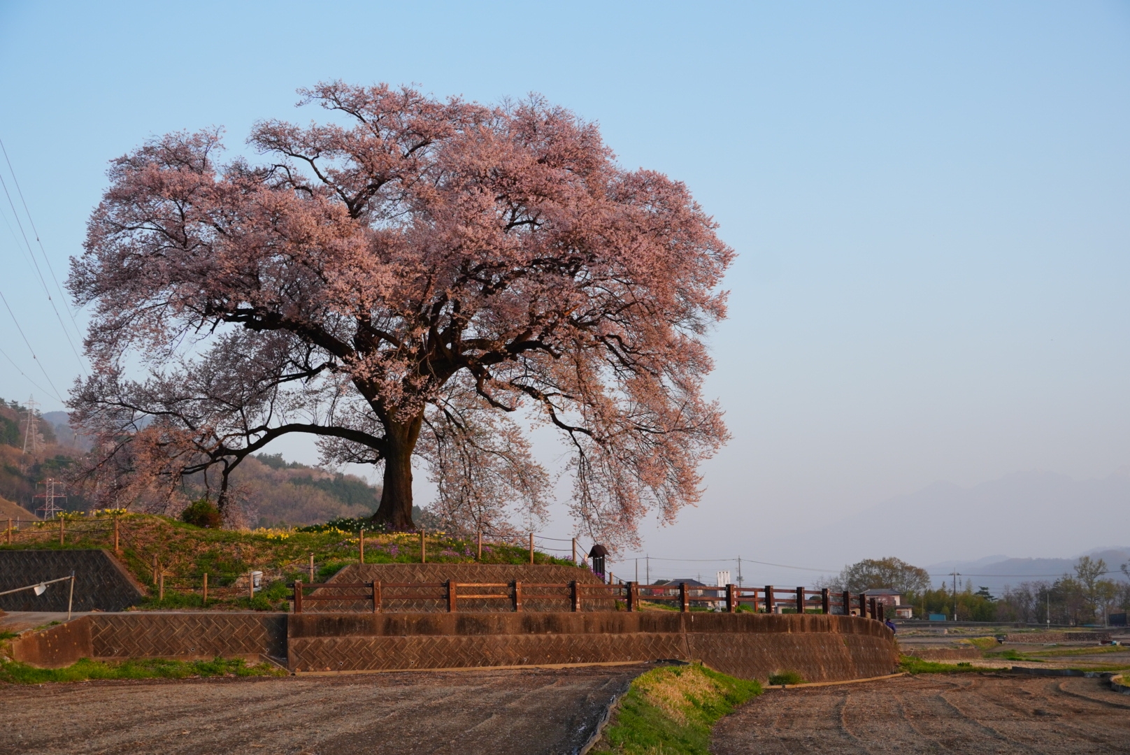 山梨花見旅 4 わに塚の桜 新府桃源郷 眞原桜並木 豆柴麦うた日記 山梨花見旅 4 わに塚の桜 新府桃源郷 眞原桜並木 豆柴麦うた日記