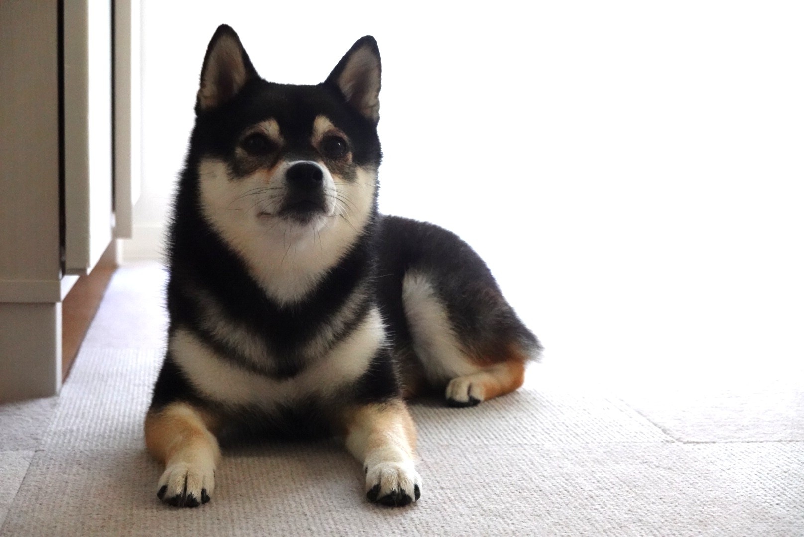 うっちゃん おねしょ 病院へ行く 豆柴麦うた日記