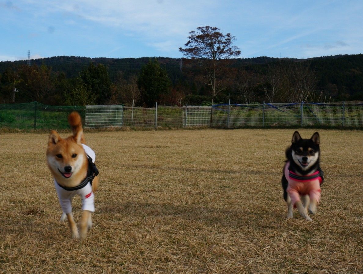 いつもの足柄ドッグランcocoへおでかけ 豆柴麦うた日記