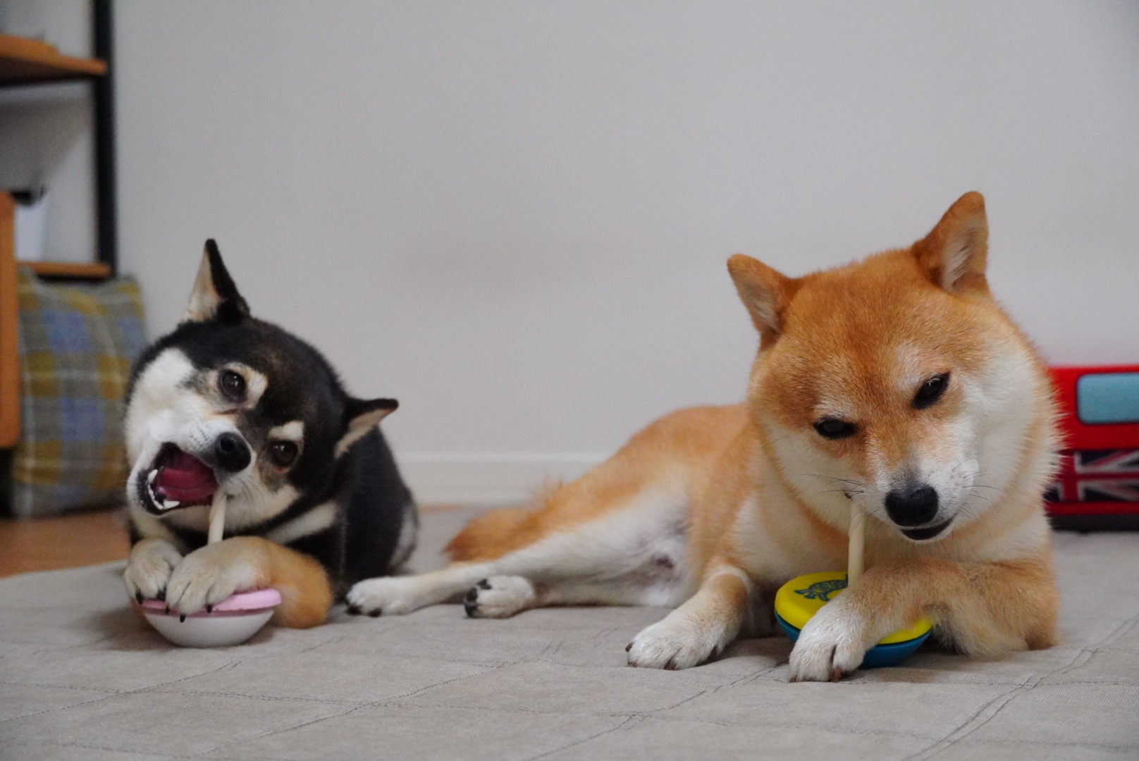 おやつガム Asobone アソボーン 豆柴麦うた日記