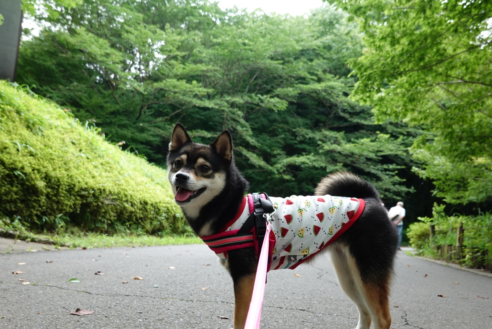 うたのガウガウ 9 排便時の発生と腸内環境改善について 豆柴麦うた日記 うたのガウガウ 9 排便時の発生と腸内環境改善について 豆柴麦うた日記