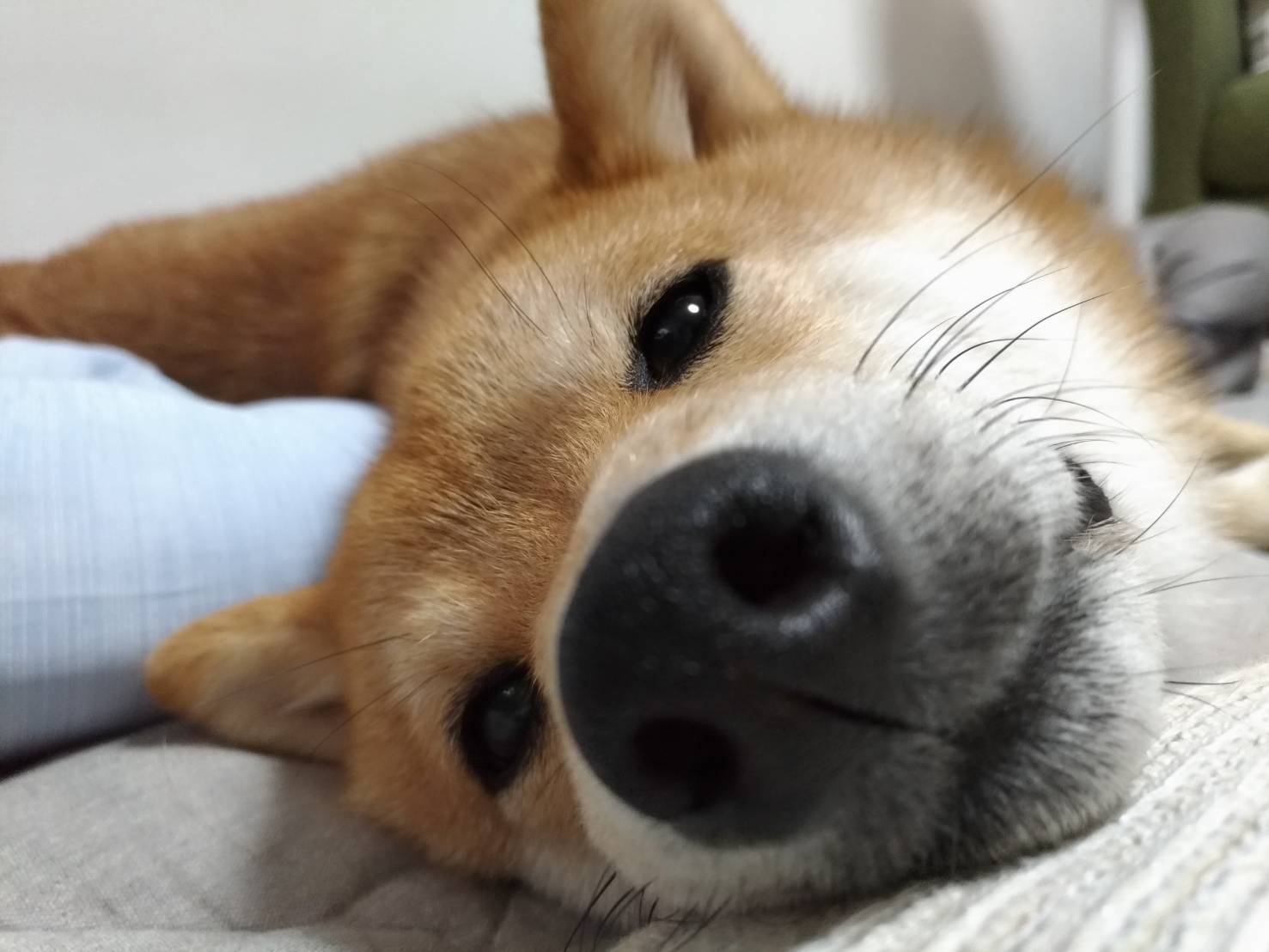 ニトリnクールセール 豆柴麦うた日記