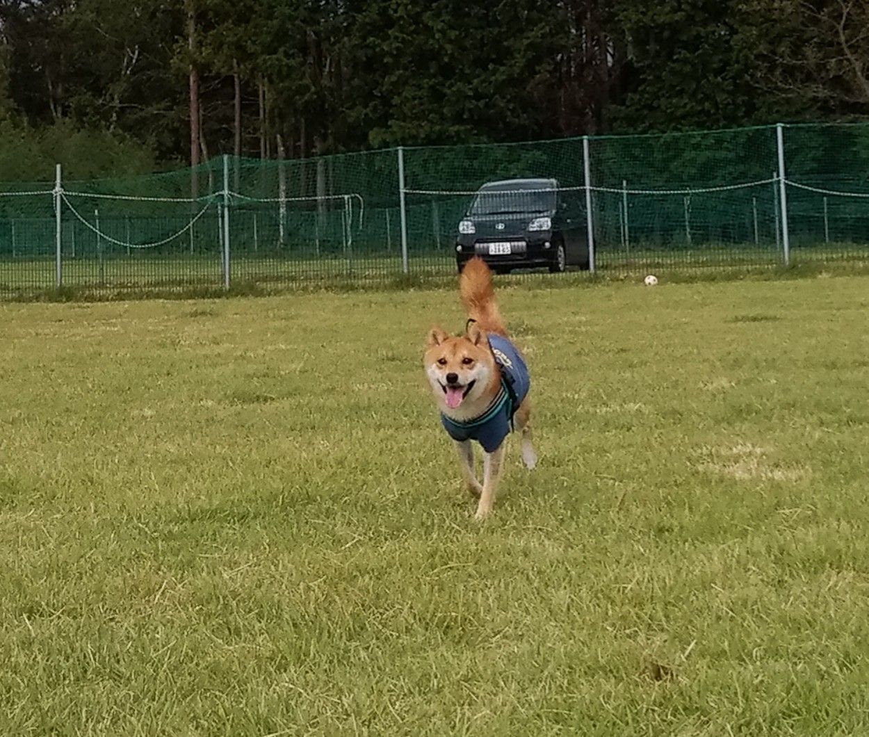 再び足柄ドッグランcocoへおでかけ 豆柴麦うた日記