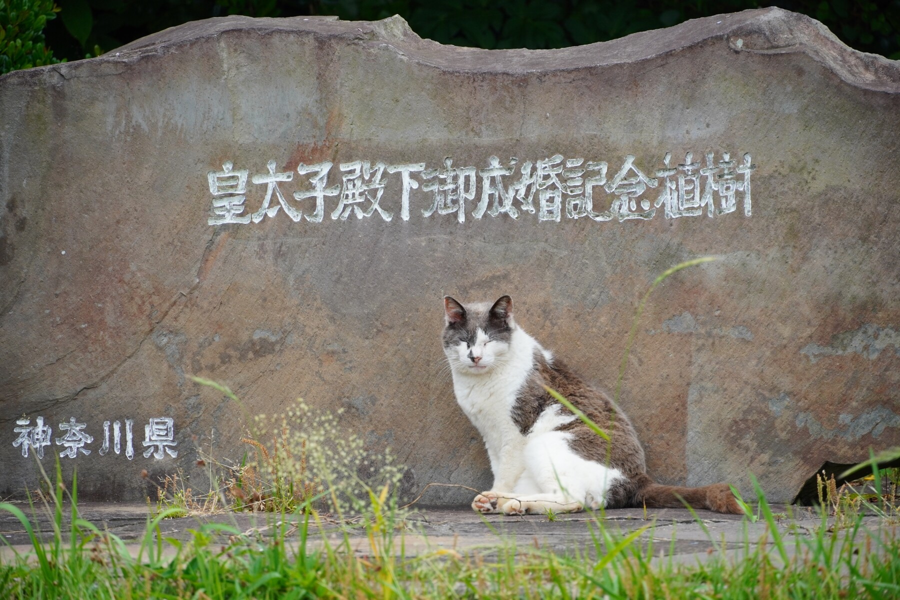 城ヶ島公園と馬の背洞門 豆柴麦うた日記 城ヶ島公園と馬の背洞門 豆柴麦うた日記