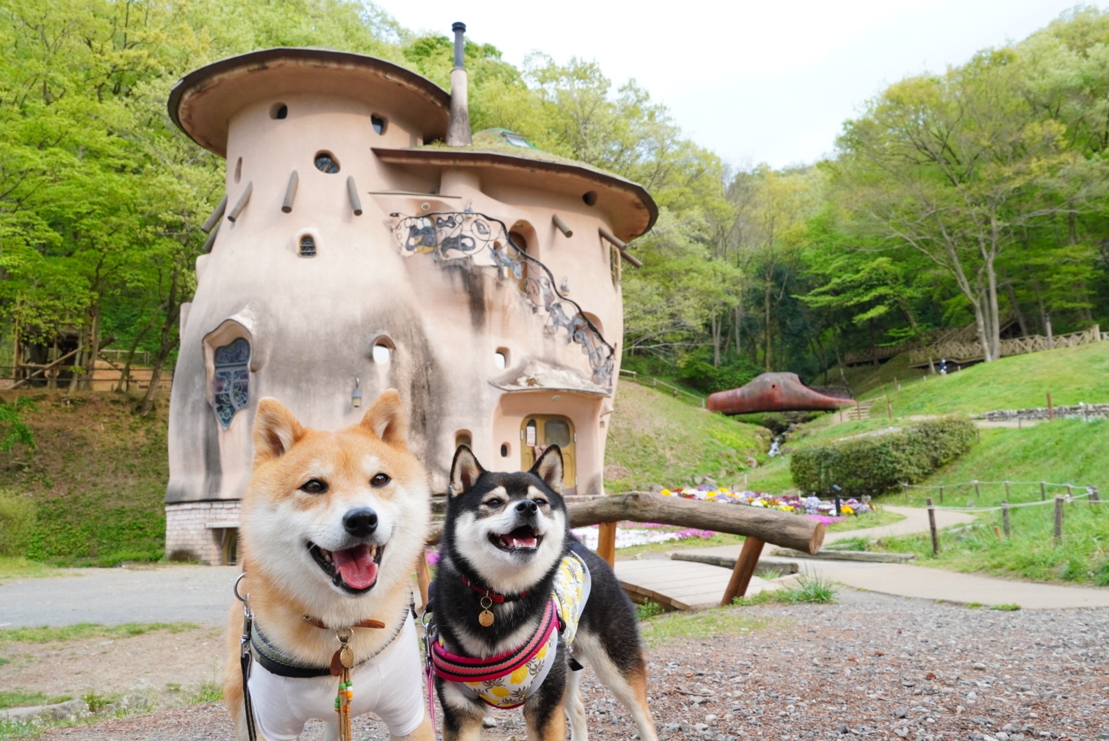 ムーミン谷公園 トーベ ヤンソンあけぼの子どもの森公園 豆柴麦うた日記 ムーミン谷公園 トーベ ヤンソンあけぼの子どもの森公園 豆柴麦うた日記