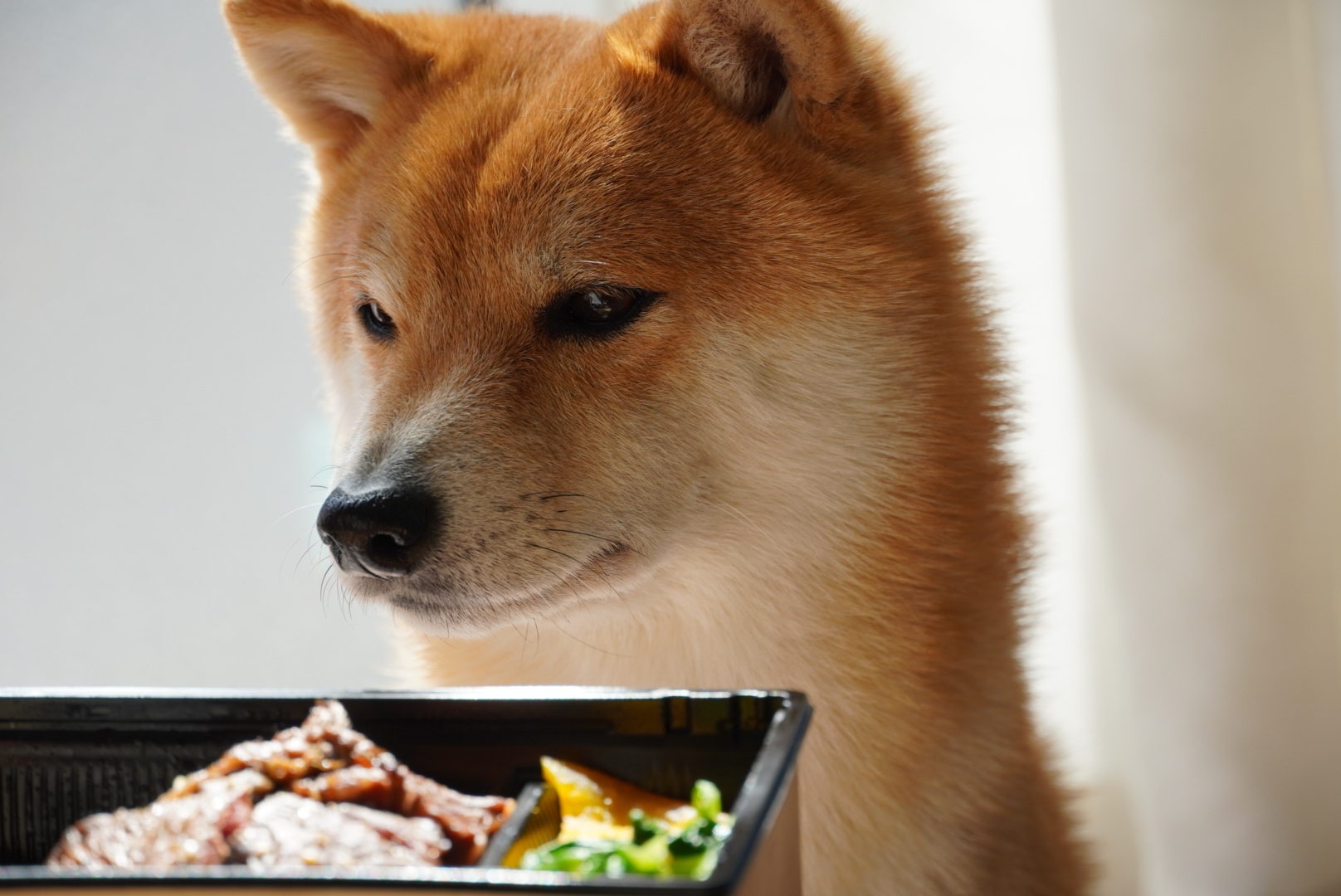 ざんまい食堂の焼肉弁当 豆柴麦うた日記 ざんまい食堂の焼肉弁当 豆柴麦うた日記