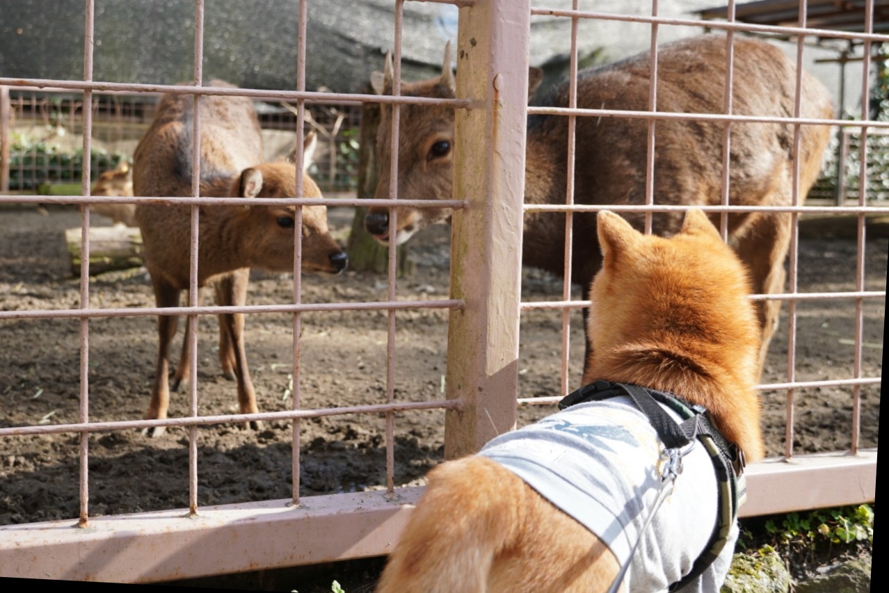 ぐるり伊豆の旅3日目 2 伊豆アニマルキングダム 豆柴麦うた日記