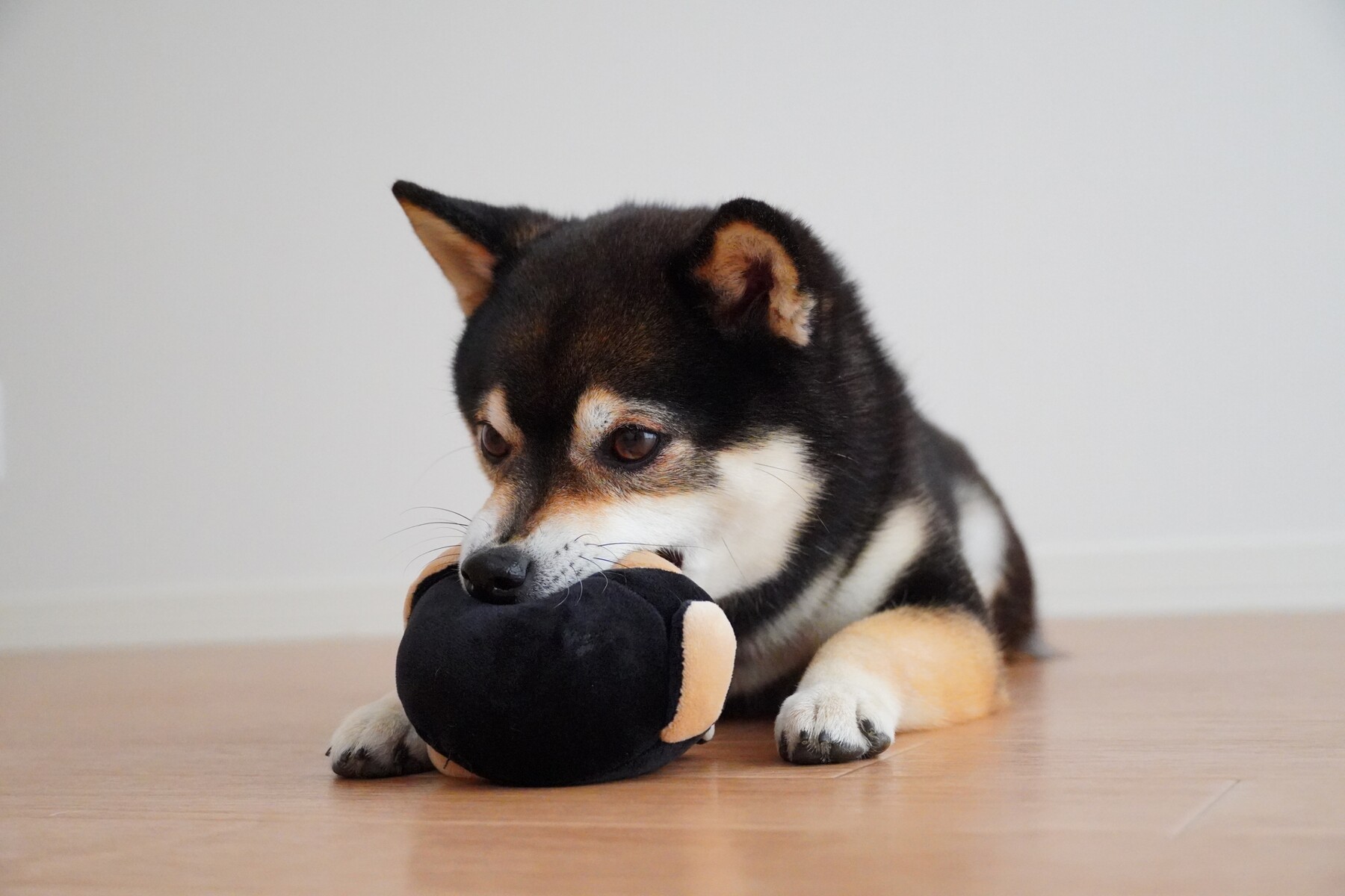 コーナンのおもちゃとか服とかバニーとか 豆柴麦うた日記