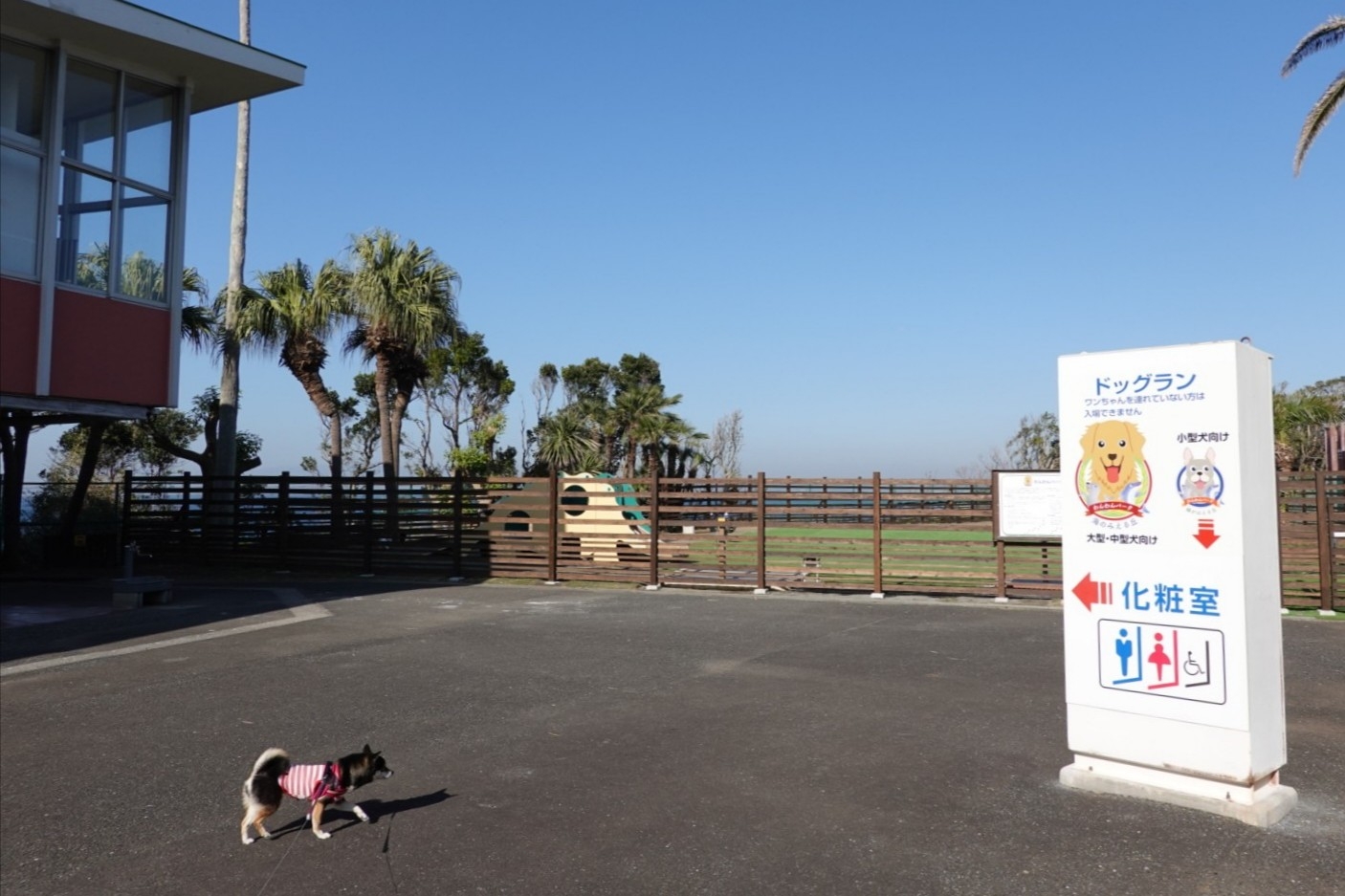 油壺マリンパークへおでかけ : 豆柴麦うた日記
