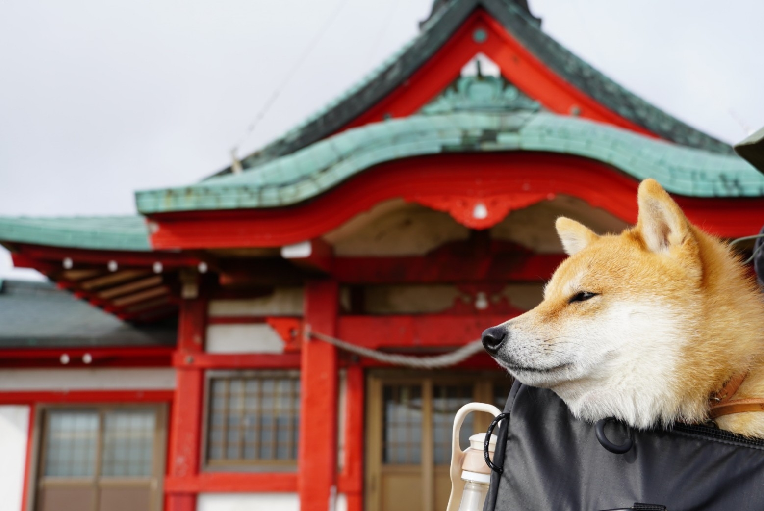 箱根三社参り 豆柴麦うた日記