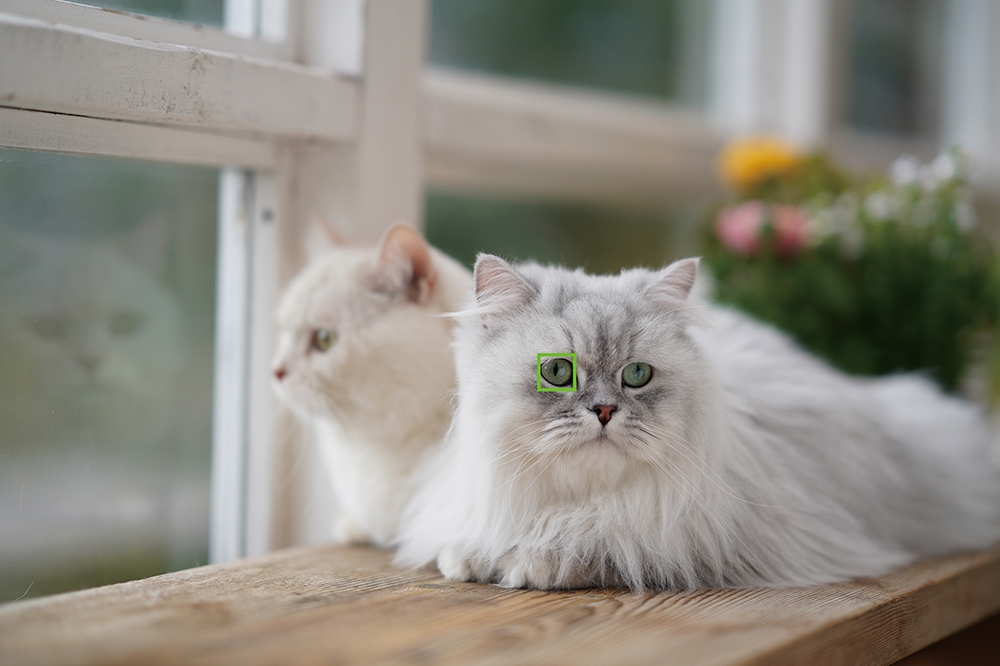 追加でカメラが欲しいなぁ というどうでもよいお話 豆柴麦うた日記