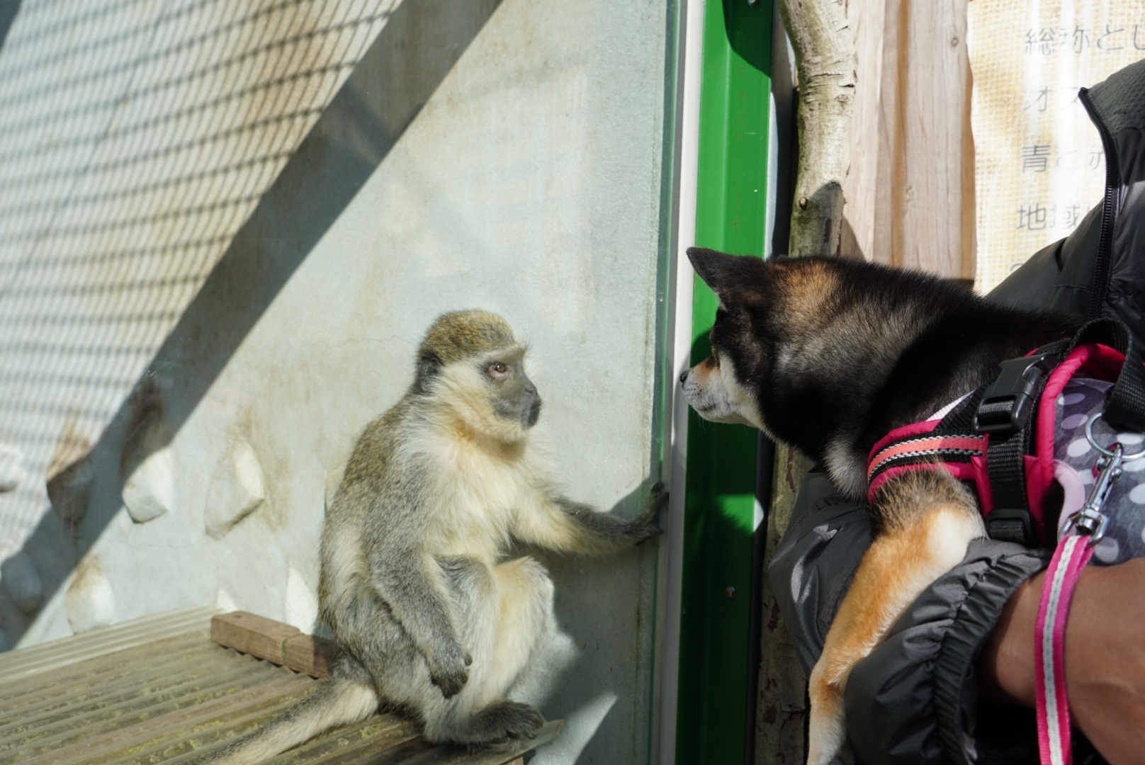 ぐるり伊豆の旅3日目 2 伊豆アニマルキングダム 豆柴麦うた日記