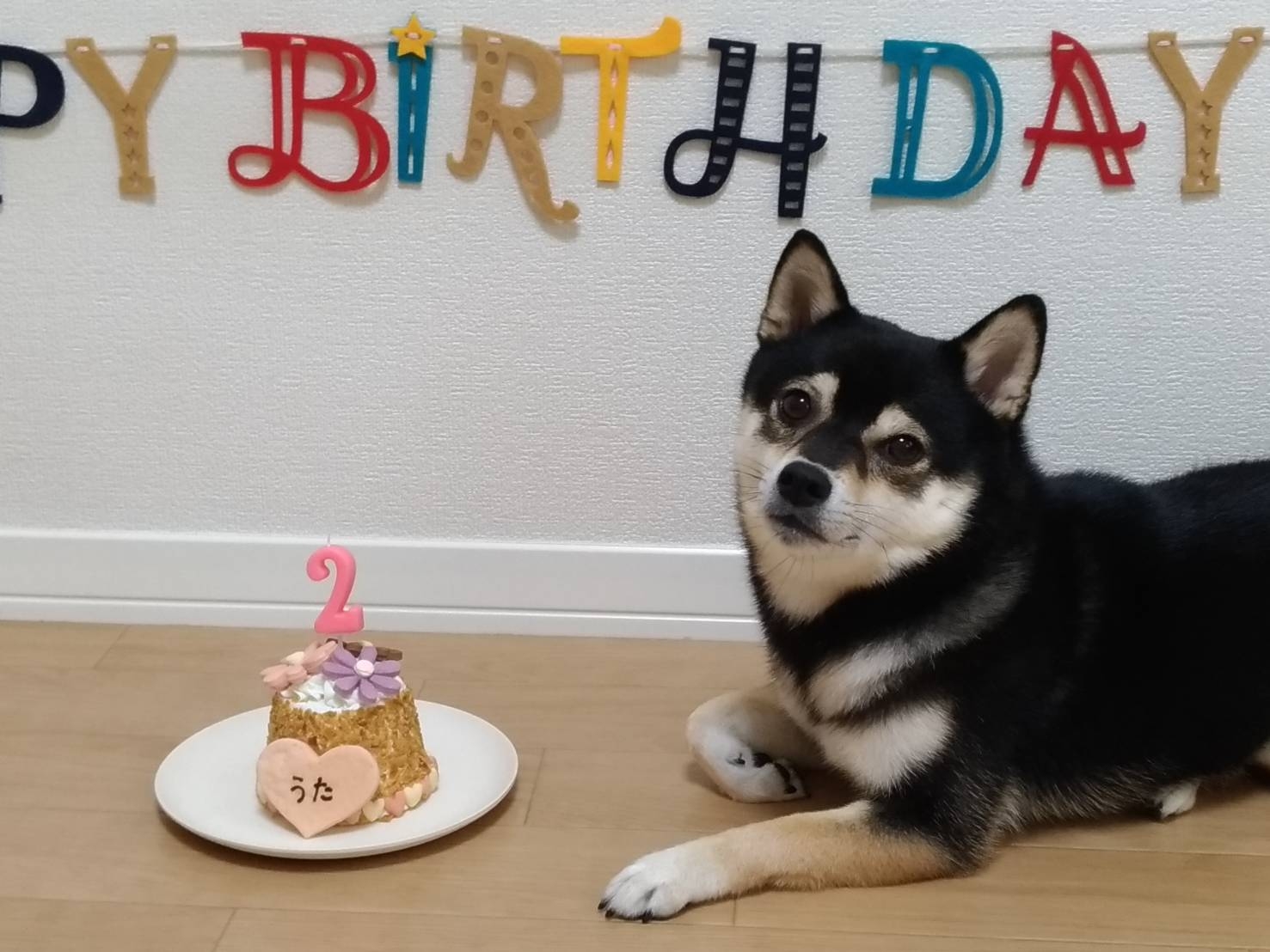 うっちゃん誕生日ケーキ食べる 豆柴麦うた日記 うっちゃん誕生日ケーキ食べる 豆柴麦うた日記