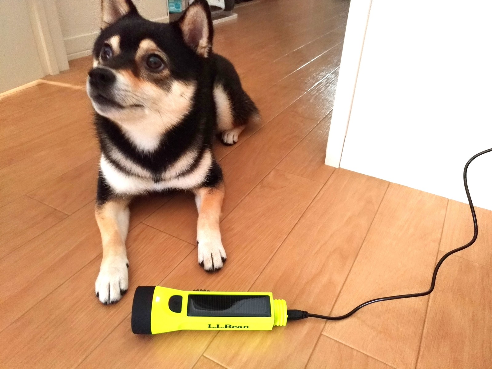 L L Beanの懐中電灯を買ったお話 豆柴麦うた日記 L L Beanの懐中電灯を買ったお話 豆柴麦うた日記