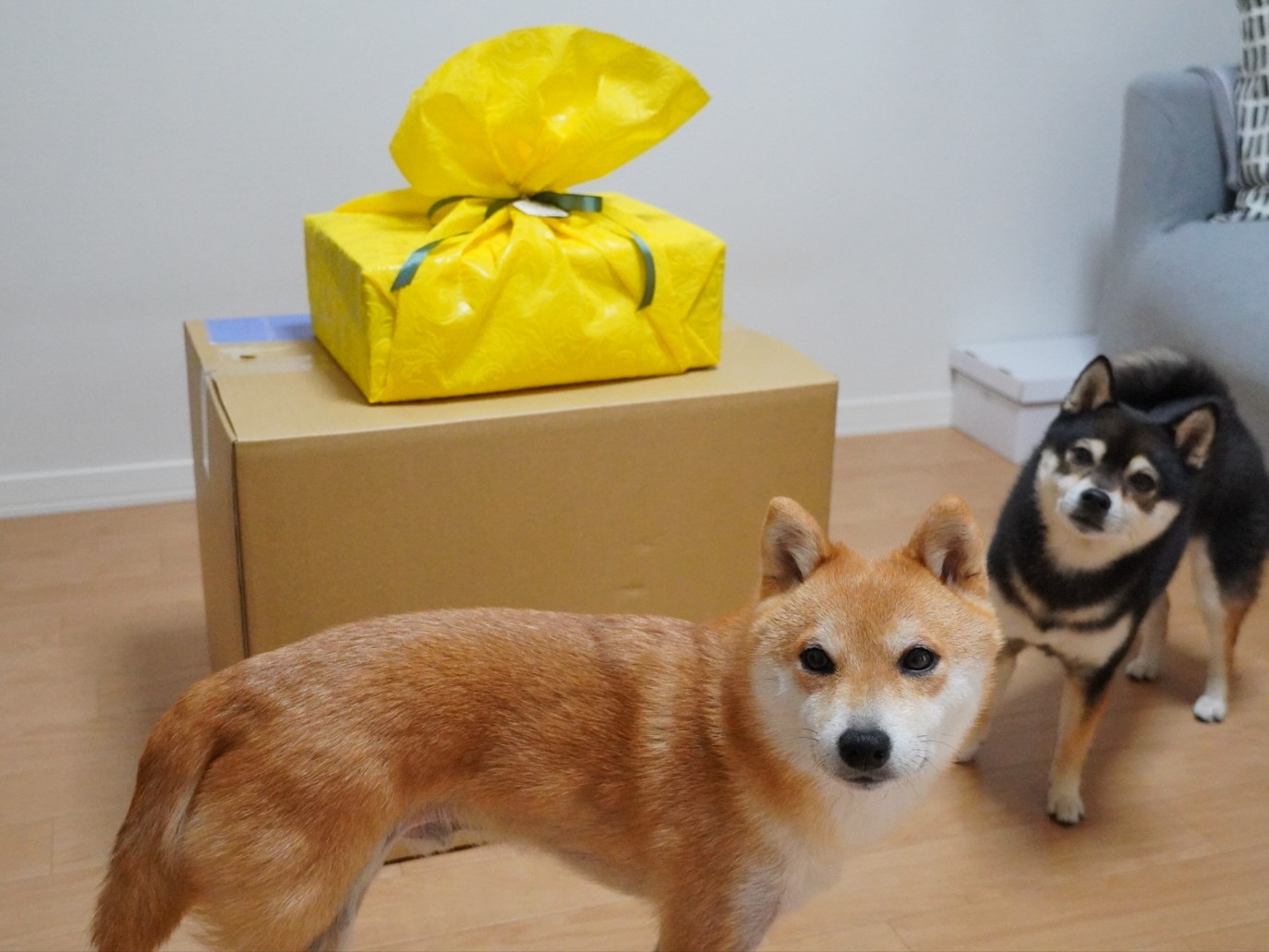 ラディカのサンプルベッドとおもちゃボックス 豆柴麦うた日記 ラディカのサンプルベッドとおもちゃボックス 豆柴麦うた日記