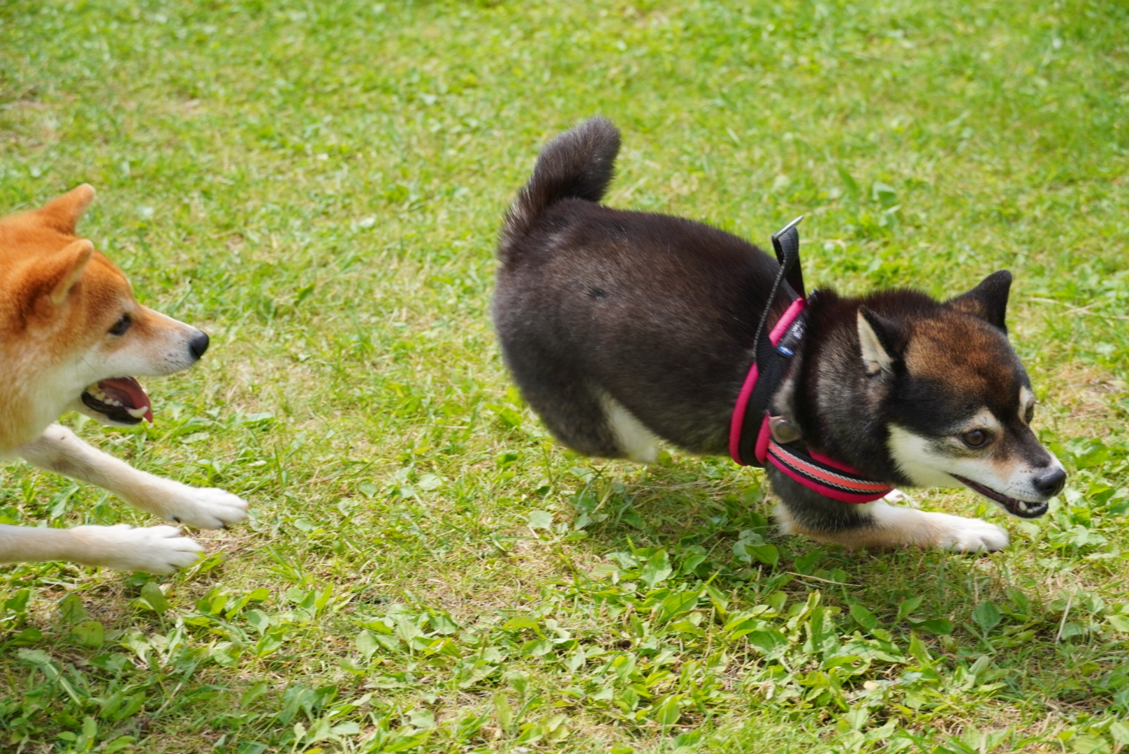 ぶらり八ヶ岳 清里 4 サンメドウズ清里 パノラマリフトで清里テラスに行っちゃったり 豆柴麦うた日記