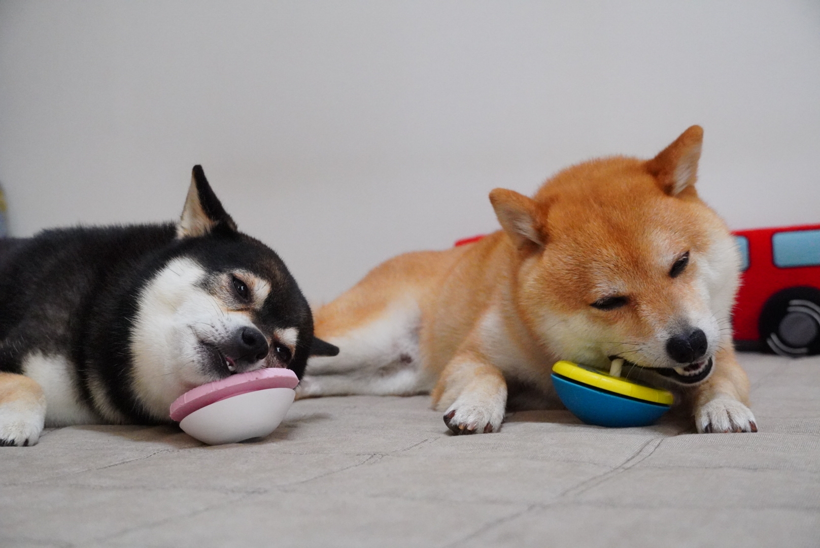 おトク アソボーン 犬用品