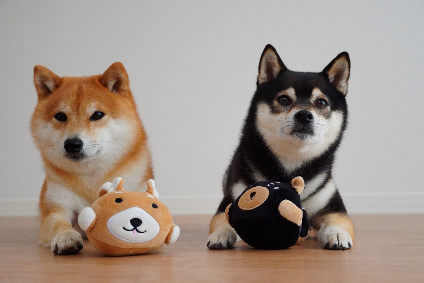 コーナンのおもちゃとか服とかバニーとか 豆柴麦うた日記