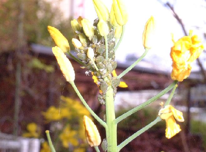 菜の花の世界 土佐中年日記