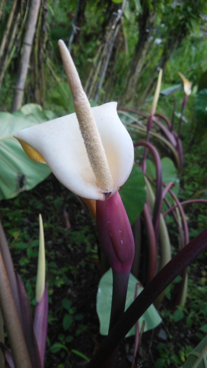 里芋の花 土佐中年日記 里芋の花 土佐中年日記