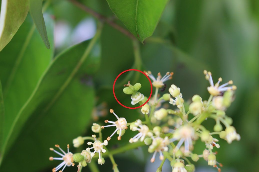 ライチに花が咲いた 土佐中年日記