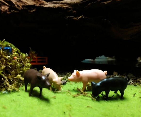 トミカ 台湾限定 スズキ キャリイ fun box toys ぶたトラック 豚