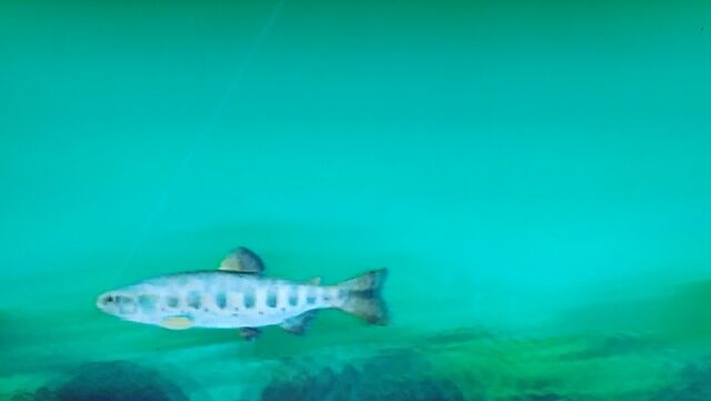 ぬし釣り Katsuのblog ぬし釣り Katsuのblog