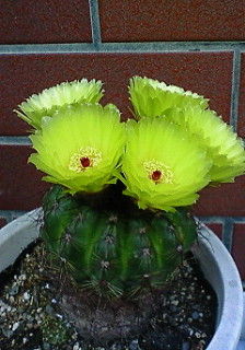 花 植物 Katsuのblog