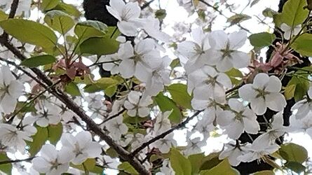 4.18 仙台 (5)