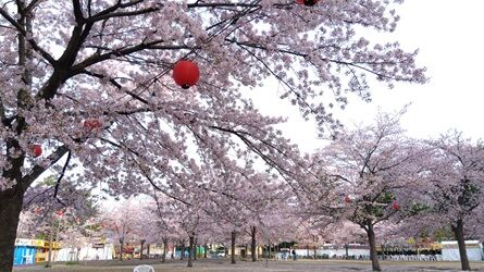 4.18 仙台 (2)