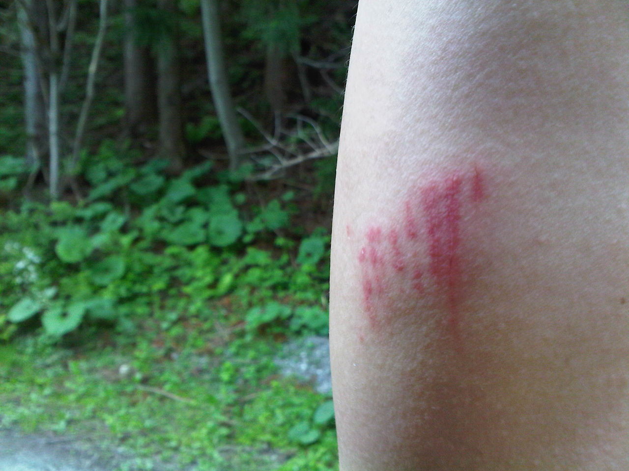 幻の魚イトウに咬まれて 新郷村 かつらな峡のブログ かつらな伝説