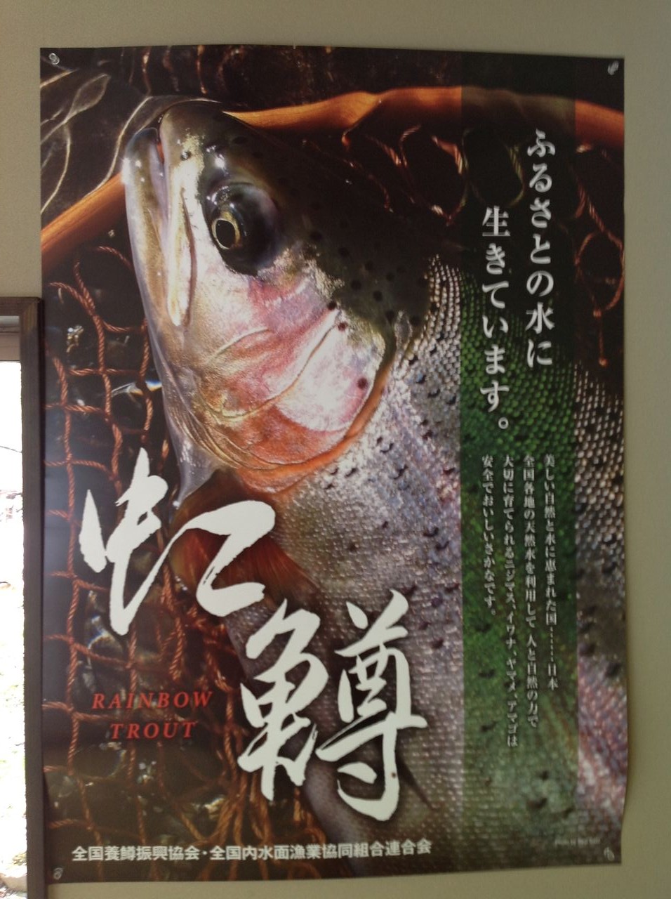 虹鱒ポスター差し上げマス 新郷村 かつらな峡のブログ かつらな伝説 虹鱒ポスター差し上げマス 新郷村 かつらな峡のブログ かつらな伝説