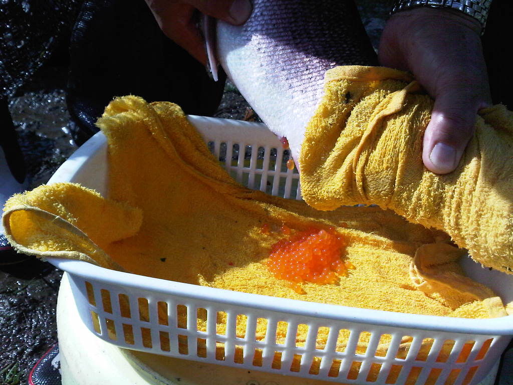 幻の魚イトウに咬まれて 新郷村 かつらな峡のブログ かつらな伝説