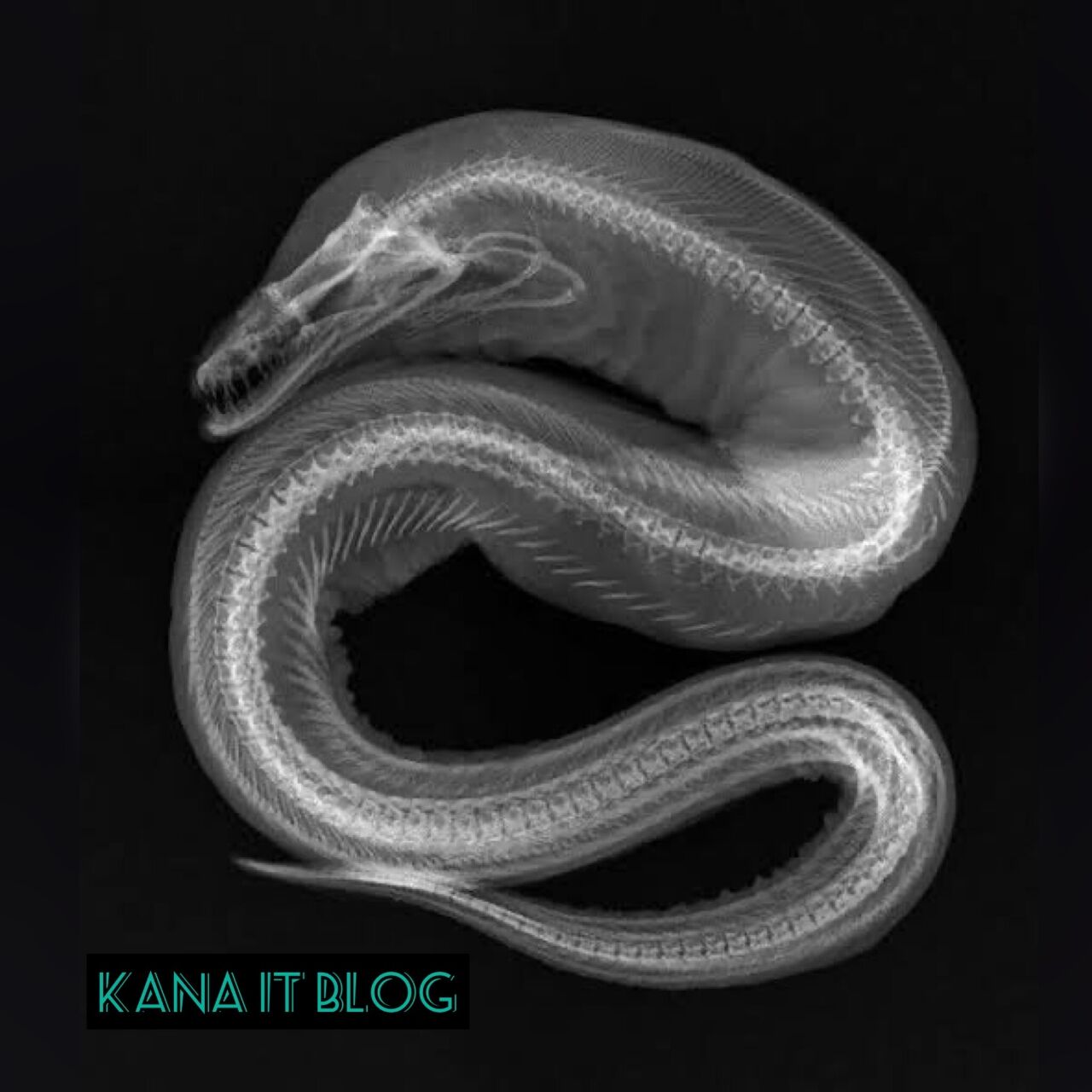 動物の種類 かつ先生のitブログ