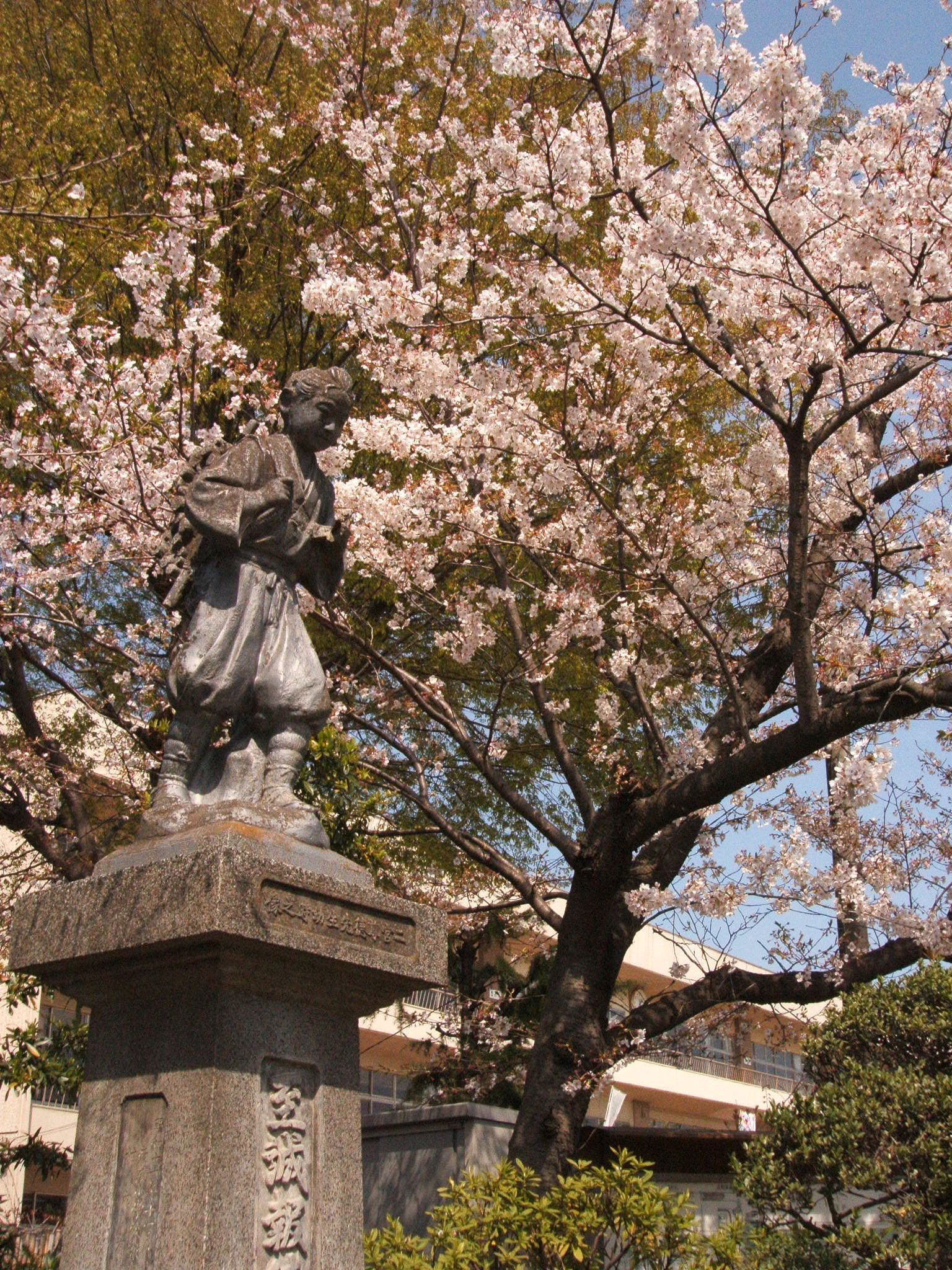 桜が 満開で キレイですね 笑 Katsuzo S World