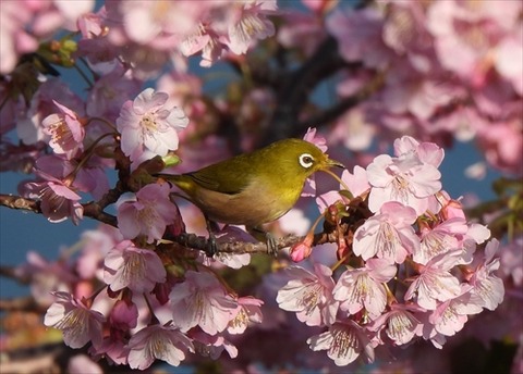 河津桜(四浦半島20240212)No7_R