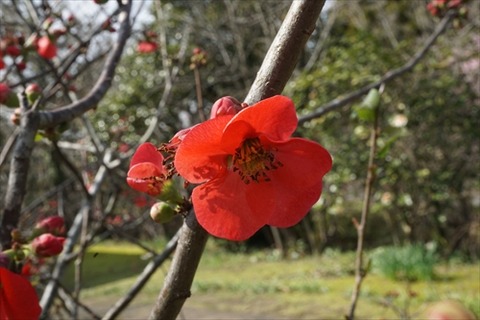 福智山ろく花公園20240224No14_R