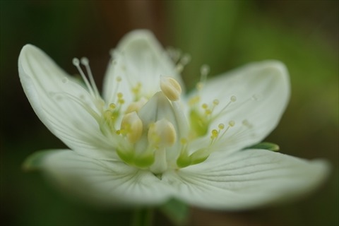 勝手に花言葉 徒然なるままに